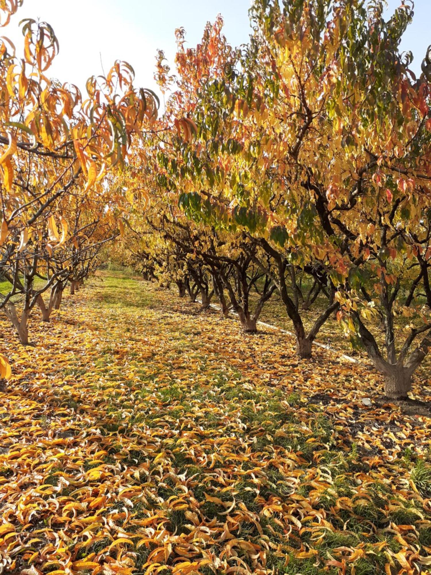 Aux Pieds Des Vignes Bed and Breakfast Ingersheim Εξωτερικό φωτογραφία