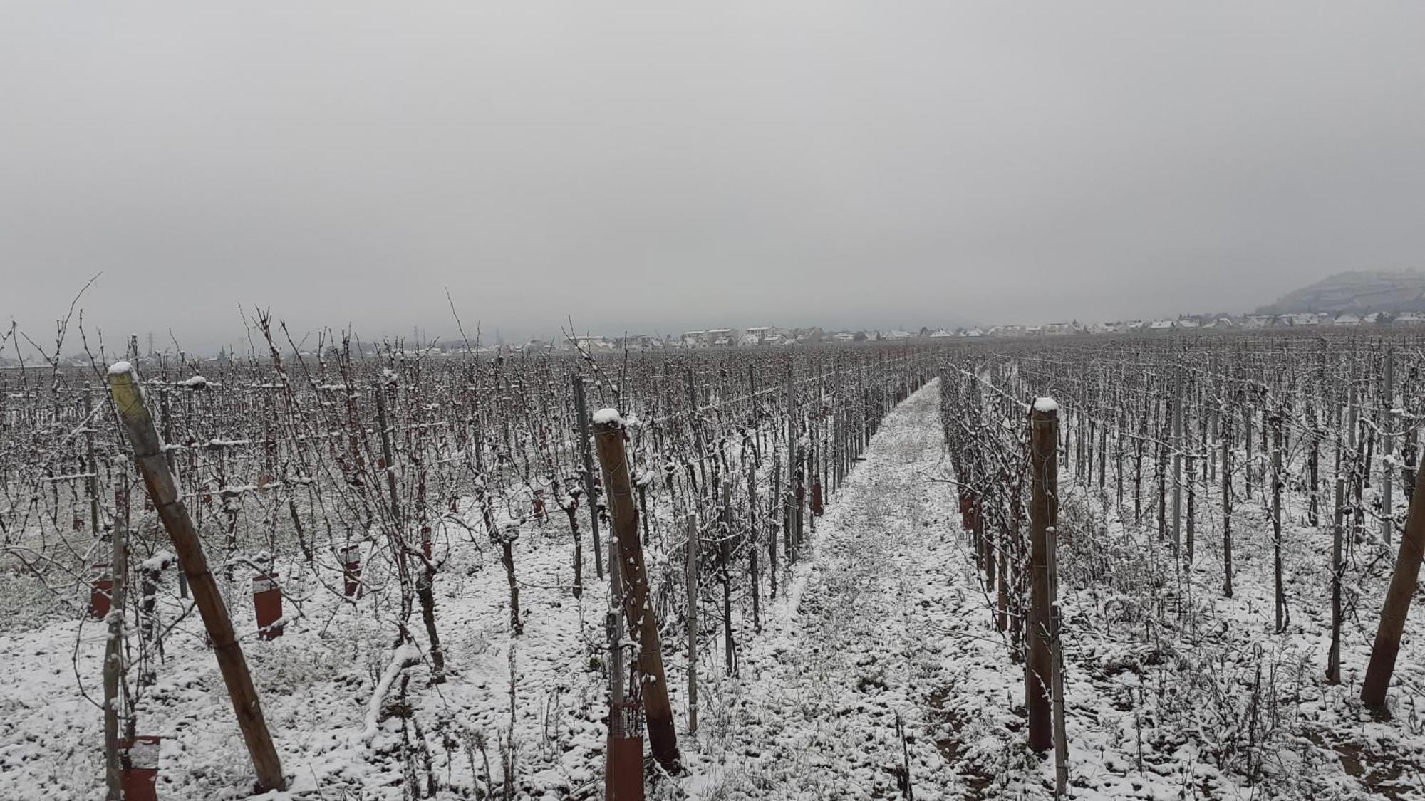 Aux Pieds Des Vignes Bed and Breakfast Ingersheim Εξωτερικό φωτογραφία